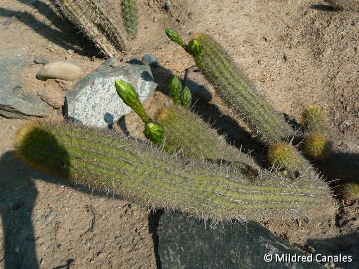 Haageocereus pseudomelanostele viridiflorus PLL, Lima, Peru ©MCA